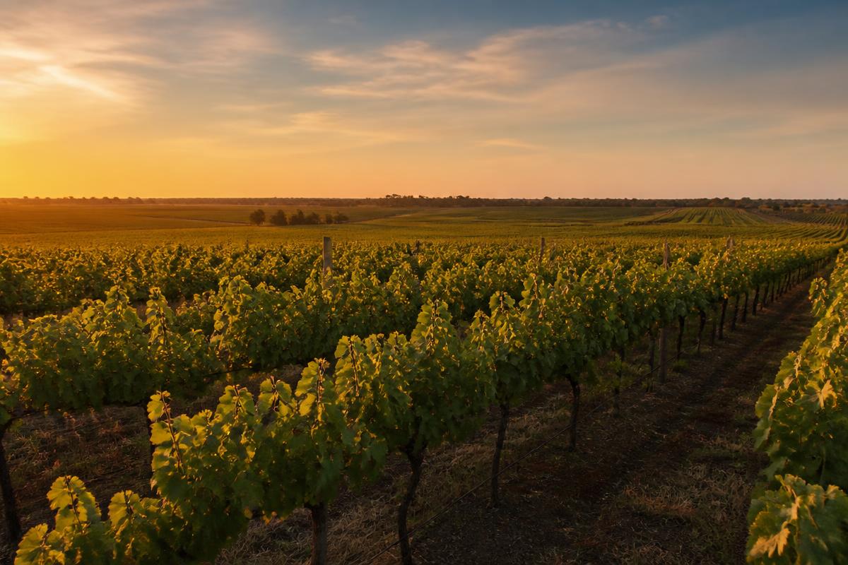 A Coonawarra vineyard on the Limestone Coast at golden hour.